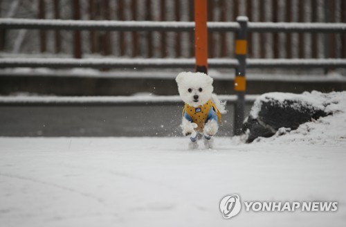 강아지 /연합뉴스