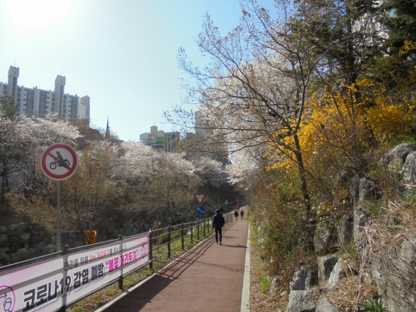 정평천의 봄꽃과 코로나19 방역문구가 걸린 현수막.