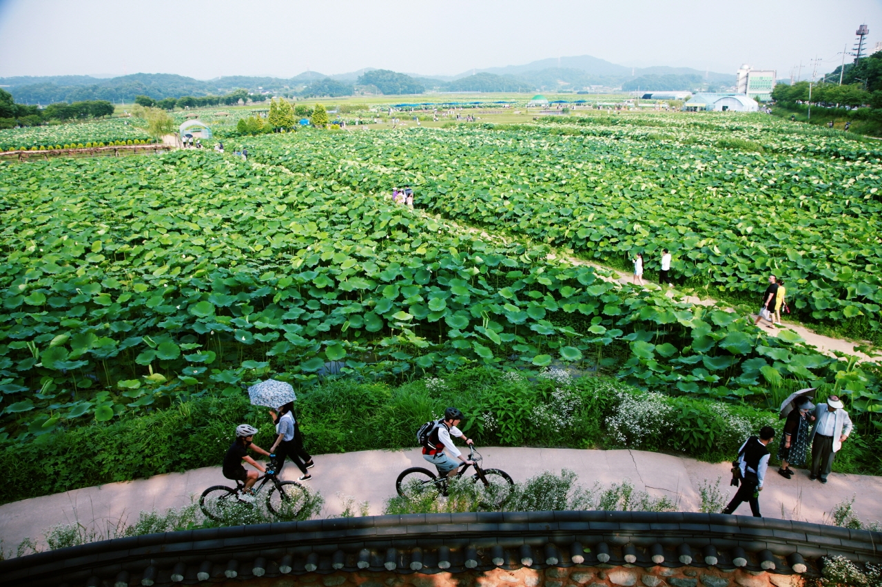 시흥연꽃테마파크를 찾은 많은 관광객들이 연밭 풍경을 즐기고 있다.